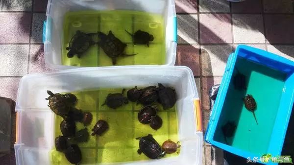 冬眠的正确疗法,冬眠的动物都怎么样越冬