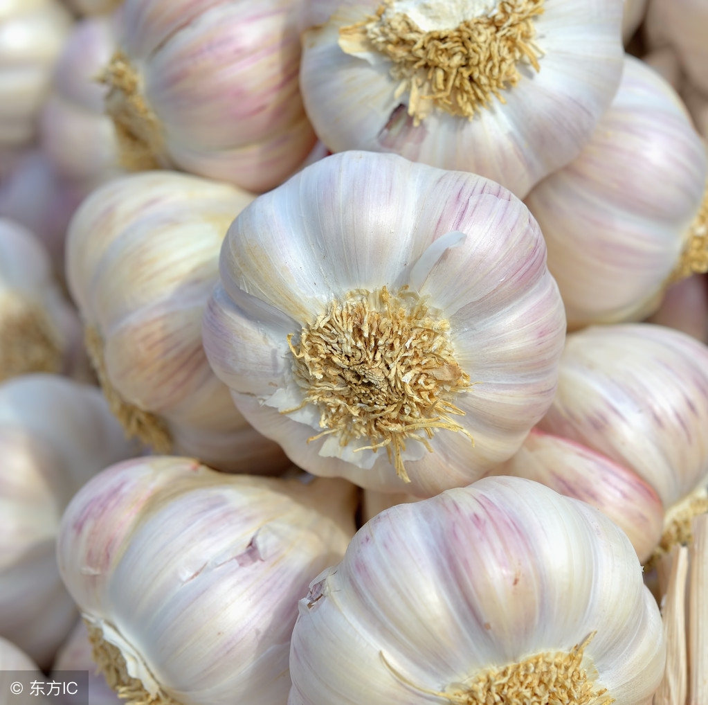 大蒜价格最新价格表,国际大蒜贸易网大蒜最新价格
