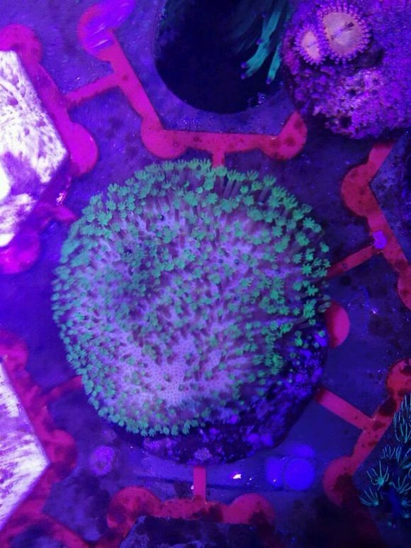 海缸变褐色,海缸变乳白色