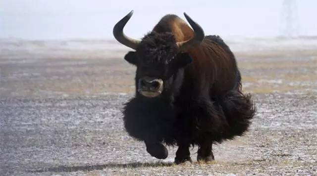 青海三文鱼网购,青海三文鱼购买网站