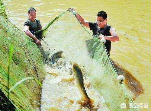 农村养鱼的出路和前景,农村鱼塘养殖和种植什么比较赚钱