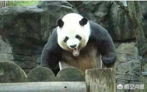 大熊猫吃羊怎么处理,野生大熊猫被什么动物吃了