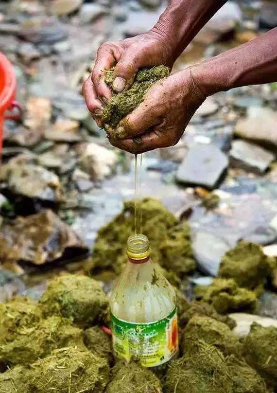 广西10大奇葩菜,广西特色暗黑料理