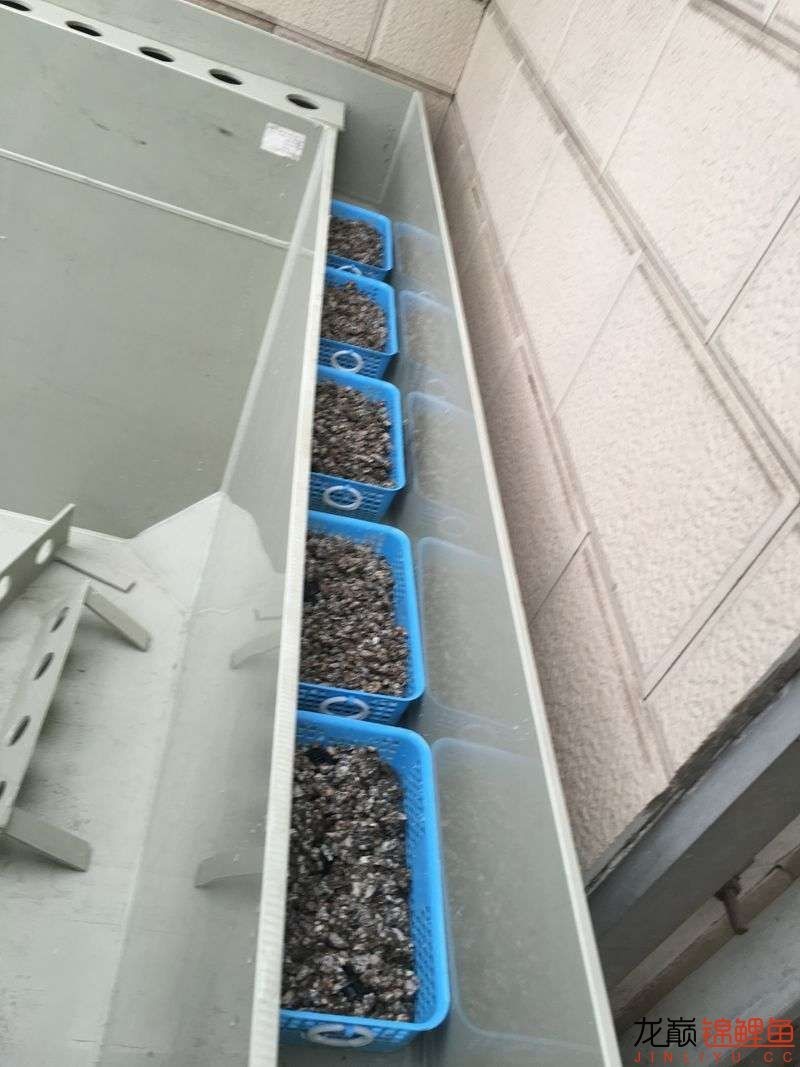 大型pp塑料锦鲤池,超大pp塑料锦鲤池