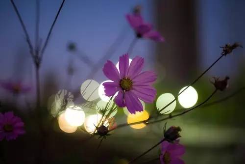 暗黑系石楠花退场的夏天,谁才是武汉新一轮的夏花担当?