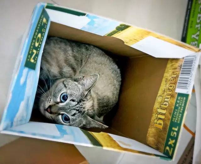 好耍|喵星人大摆造型带你玩转青白江，不萌你来找我！