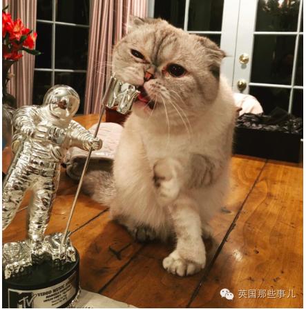 霉霉和她的猫咪,霉霉两只猫叫什么名字