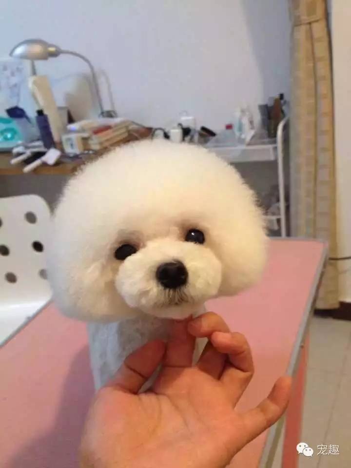 给宠物美容有什么讲究,猫狗去泪痕吃什么好