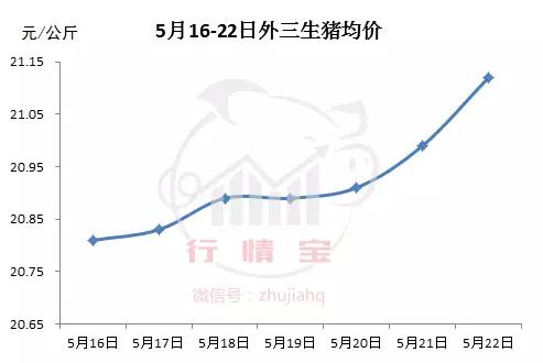 养猪人如何应对猪价变化,养猪新政策最近猪价
