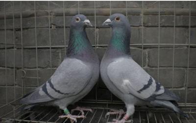 信鸽歪脖的原因是什么,信鸽歪头用什么药最快