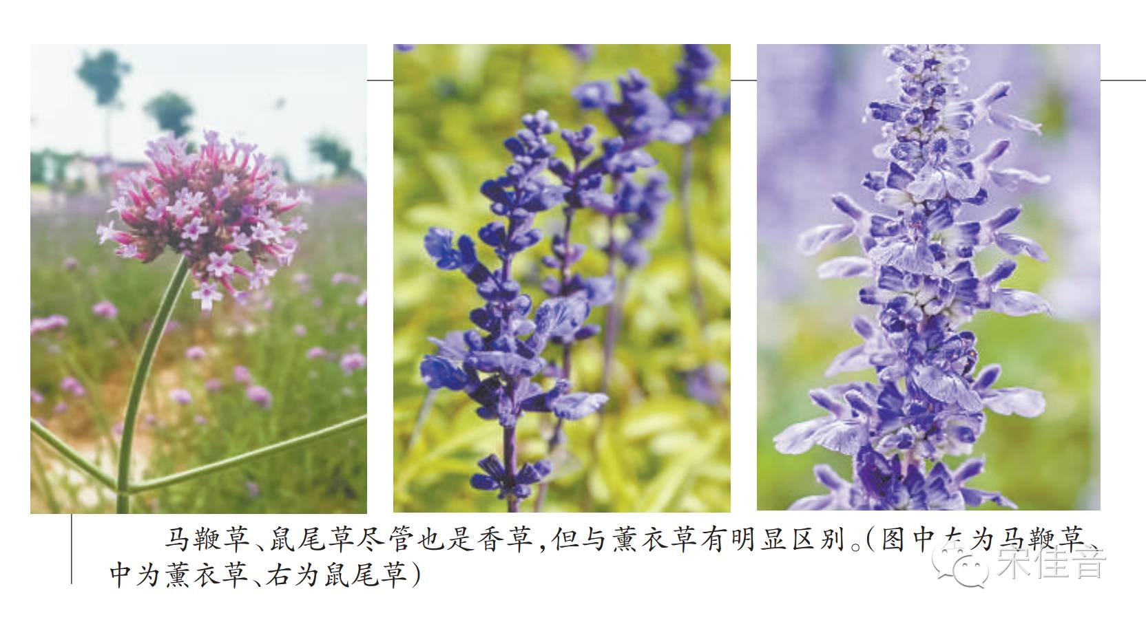 北京郊区的薰衣草庄园有哪些,北京最美薰衣草庄园