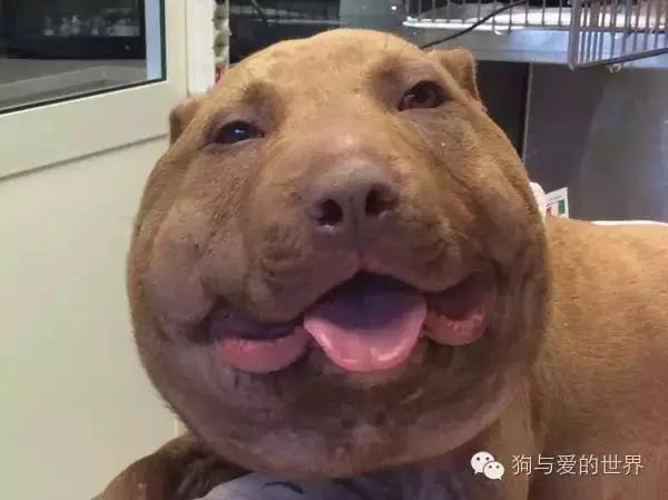 PO!闻主人臭脚狗狗转头作呕外国情侣办婚礼请1000只喵星