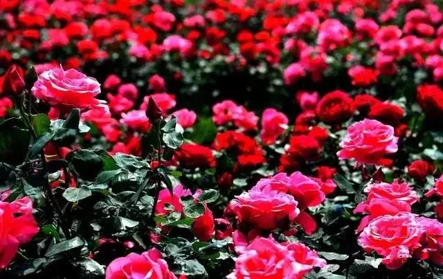 正是玫瑰盛开时,南京的玫瑰园盛开的季节是何时