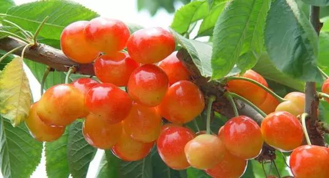 如何挑选樱桃最好,最标准的樱桃口感是什么
