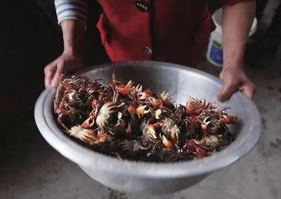 这些“恶心”的福建美味!恐怕顶级的福建吃货也难以吃到了……