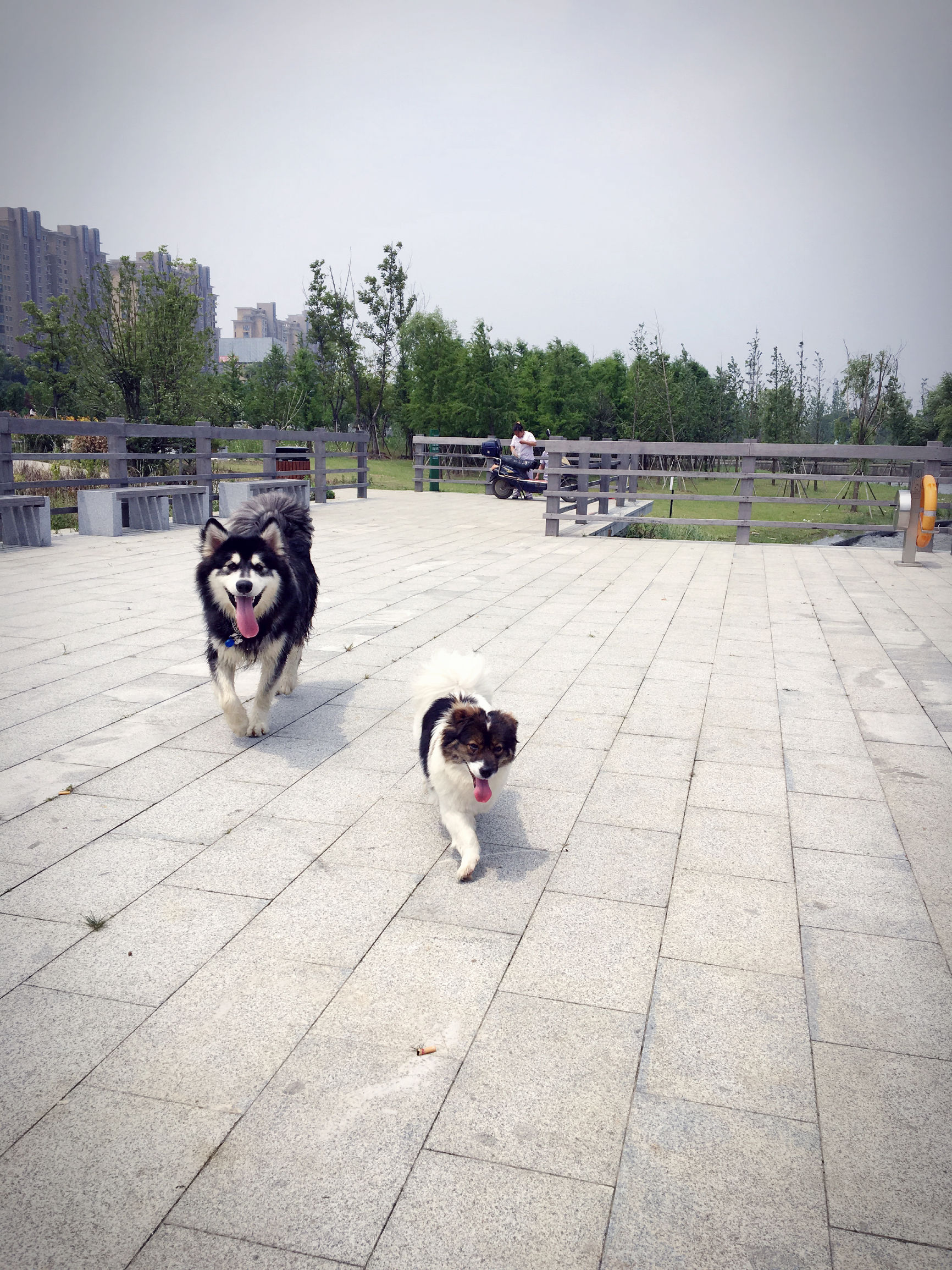 阿拉斯加犬智商排名第几,边牧和阿拉斯加智商谁高