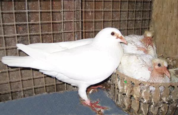 国内外白鸽品种及赏欣
