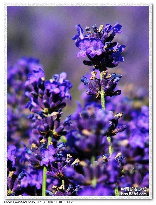 梦里花开——*疆新**，又一次的心动