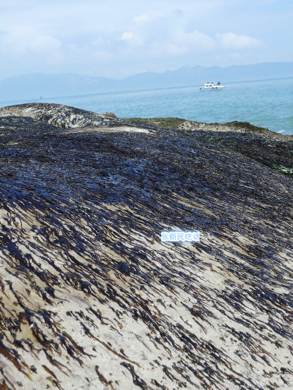 潮汕紫菜有多厉害,紫菜到底好不好