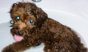 在家轻轻松松把狗狗的螨虫治掉你学会了吗？