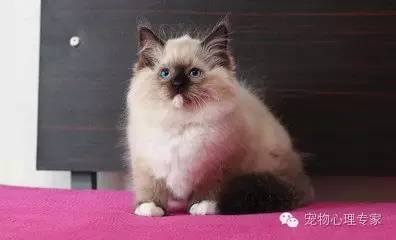 应粉丝要求：各类猫猫在北上广的报价，其他城市可以参考