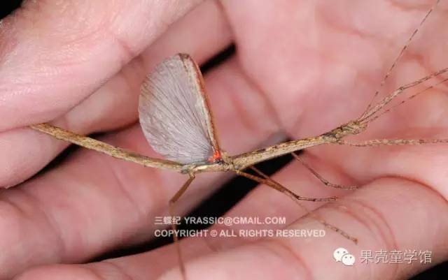 带小孩出去玩要小心一些什么虫,虫子带孩子去哪里玩比较好