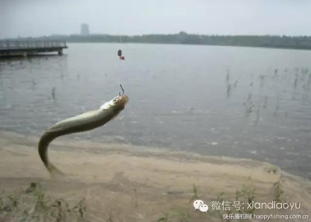 西安灞河钓鱼钓点,灞河路亚白条的钓点