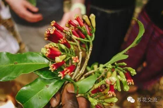 有驱蚊效果的适合室内种植的植物,夏日庭院必种的16种驱蚊植物