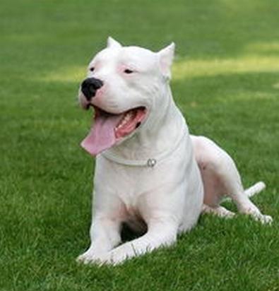 杜高犬如何饲养,杜高犬冬天怎么度过