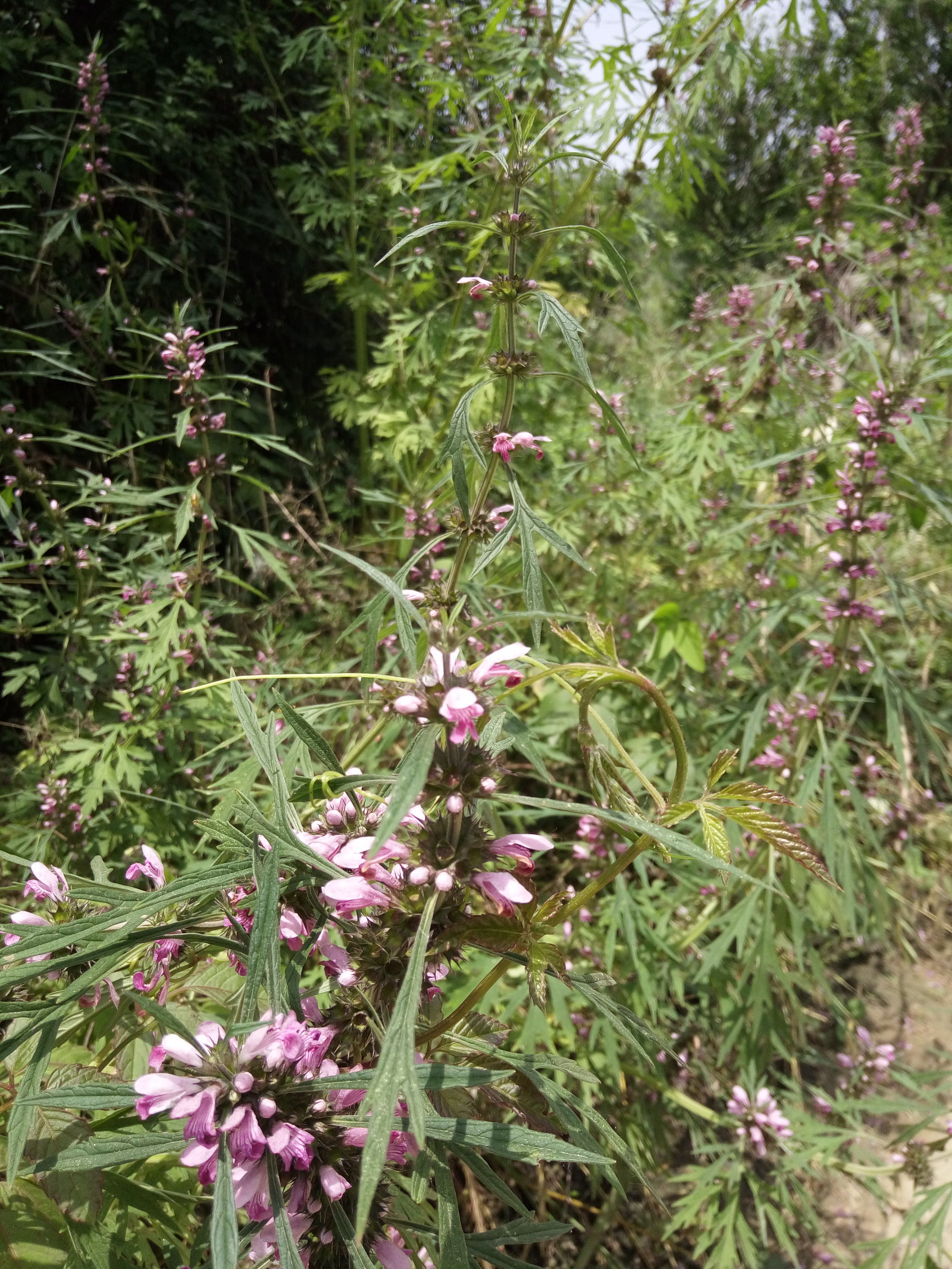 有母亲的人都是最幸福的,有母亲的人都是幸福的人