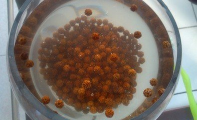 双氧水清理金刚菩提教程,金刚菩提子怎么清洁保养视频