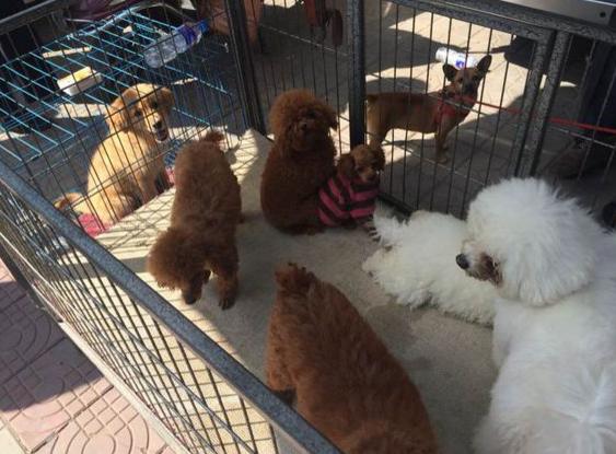 买狗遇到无良商家,买狗前一定要问店家问情