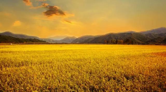宁夏青铜峡蟹田米，养生之“稻”送给最亲爱的人