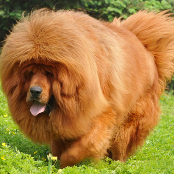 东方神犬藏獒纪录片,东方神犬藏獒大战群狼