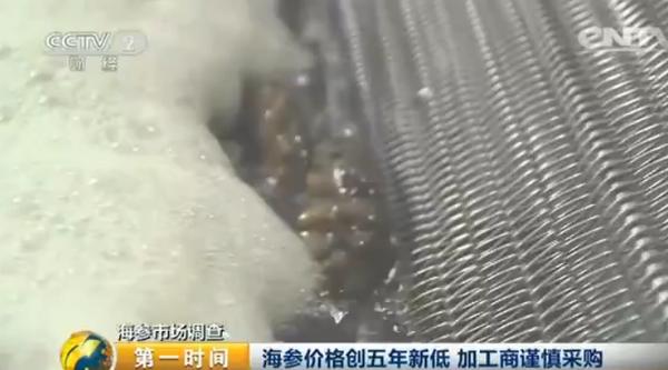 海参多少钱一斤比较合理呢,海参多少钱一斤算正常价格