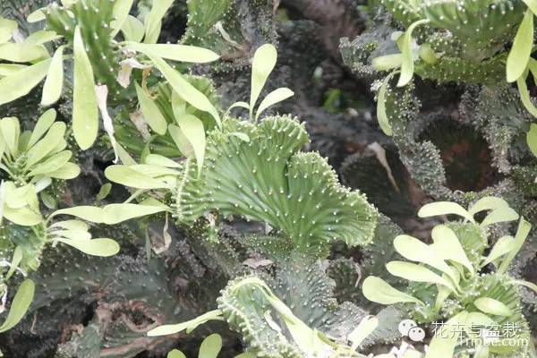 麒麟掌有毒吗用啥能解毒,麒麟掌有毒吗误食了怎么办