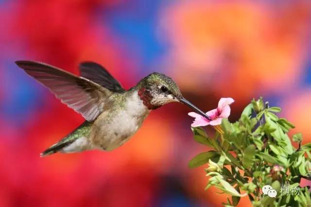 傻傻分不清楚的昆虫界cosplay