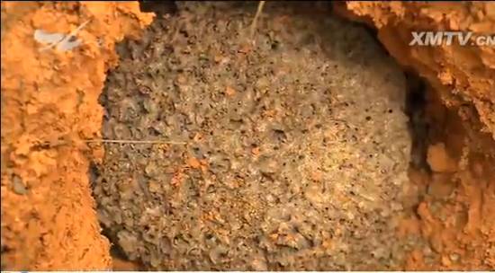 厦门“人蚁大战”！汀溪水库掘地三尺生擒食指粗的白蚁蚁后，这场面简直