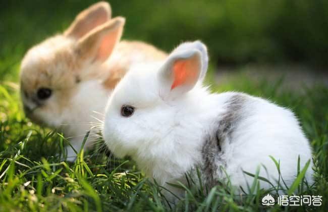 兔子养殖带动村民增收致富,兔子养殖户有多少