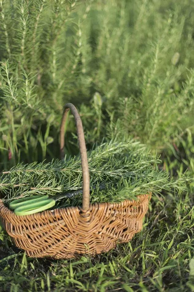 这个男孩子回家租了快地，过起了归园田居的日子