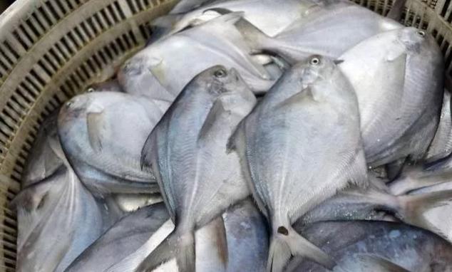 白鲳鱼什么时间肥美,东海鲳鱼什么季节最肥美