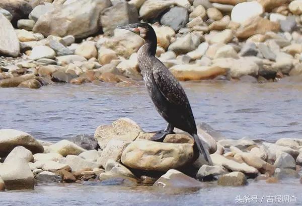 珲春首次发现鸬鹚让摄影师逮个正着