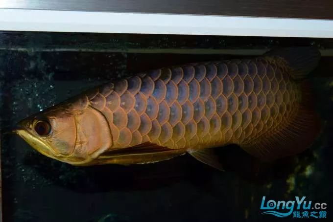 一招教你选龙鱼,龙鱼饲养经验交流