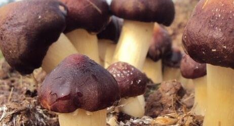 大球盖菇的种类及配方,大球盖菇的营养价值及做法