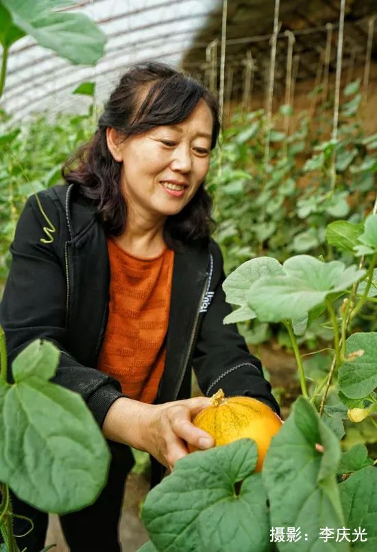 天下第一菜的西瓜视频,天下第一瓜只有在磴口能吃上