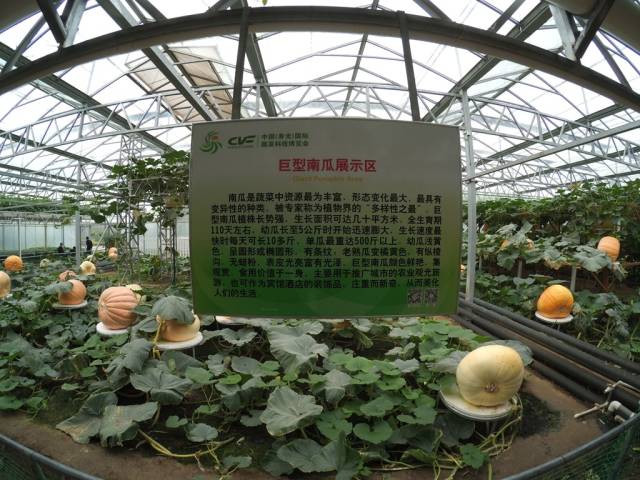 带上小蚁运动相机游潍坊（三）寿光菜博会