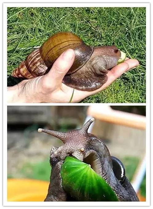 海淘天价蚂蚁｜万一被咬剧烈疼痛，就像赤脚走在火炭上、铁钉扎入脚后跟！