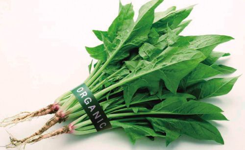 最适合宝宝吃的十大蔬菜排行,宝宝营养好吸收的蔬菜