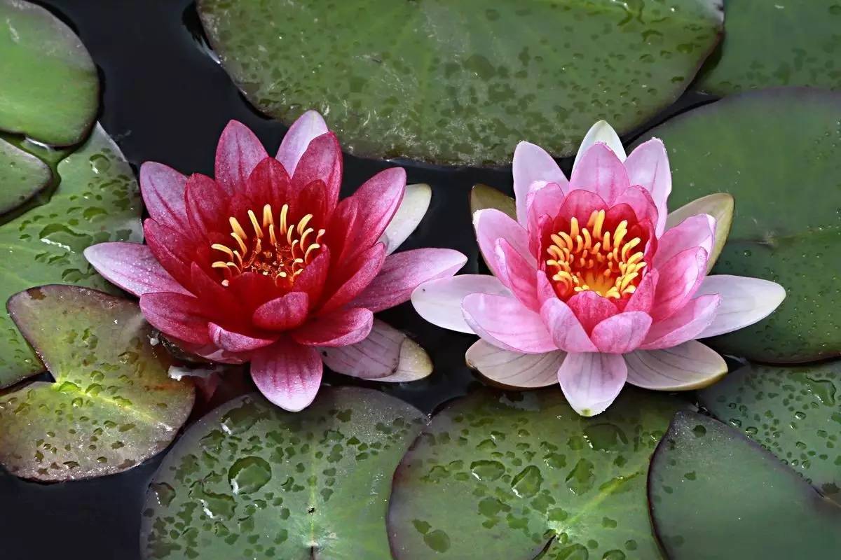 睡莲和荷花的区别在哪,睡莲与荷花有什么区别和联系