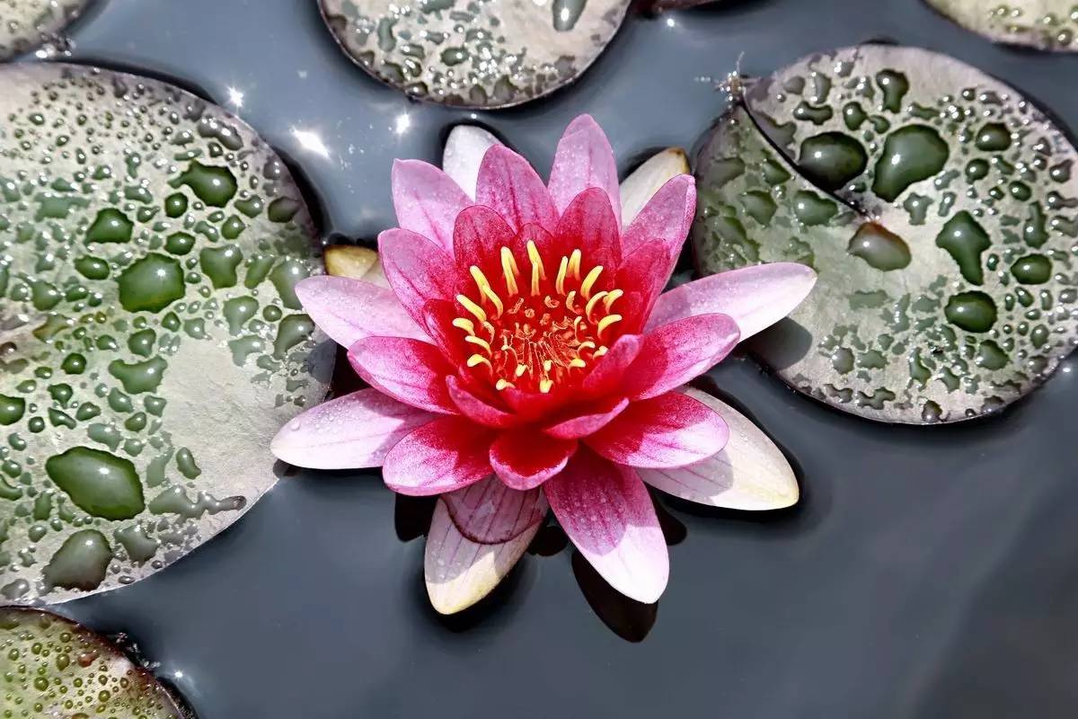 睡莲和荷花的区别在哪,睡莲与荷花有什么区别和联系